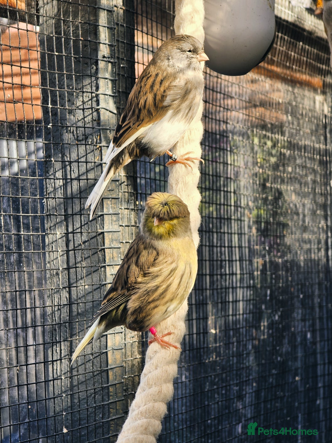 Mixed Breed birds for sale: Outdoor Aviary Birds - Finches & Canaries - Advert 9
