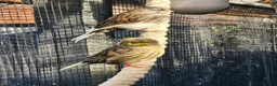Mixed Breed birds for sale: Outdoor Aviary Birds - Finches & Canaries - Advert 9