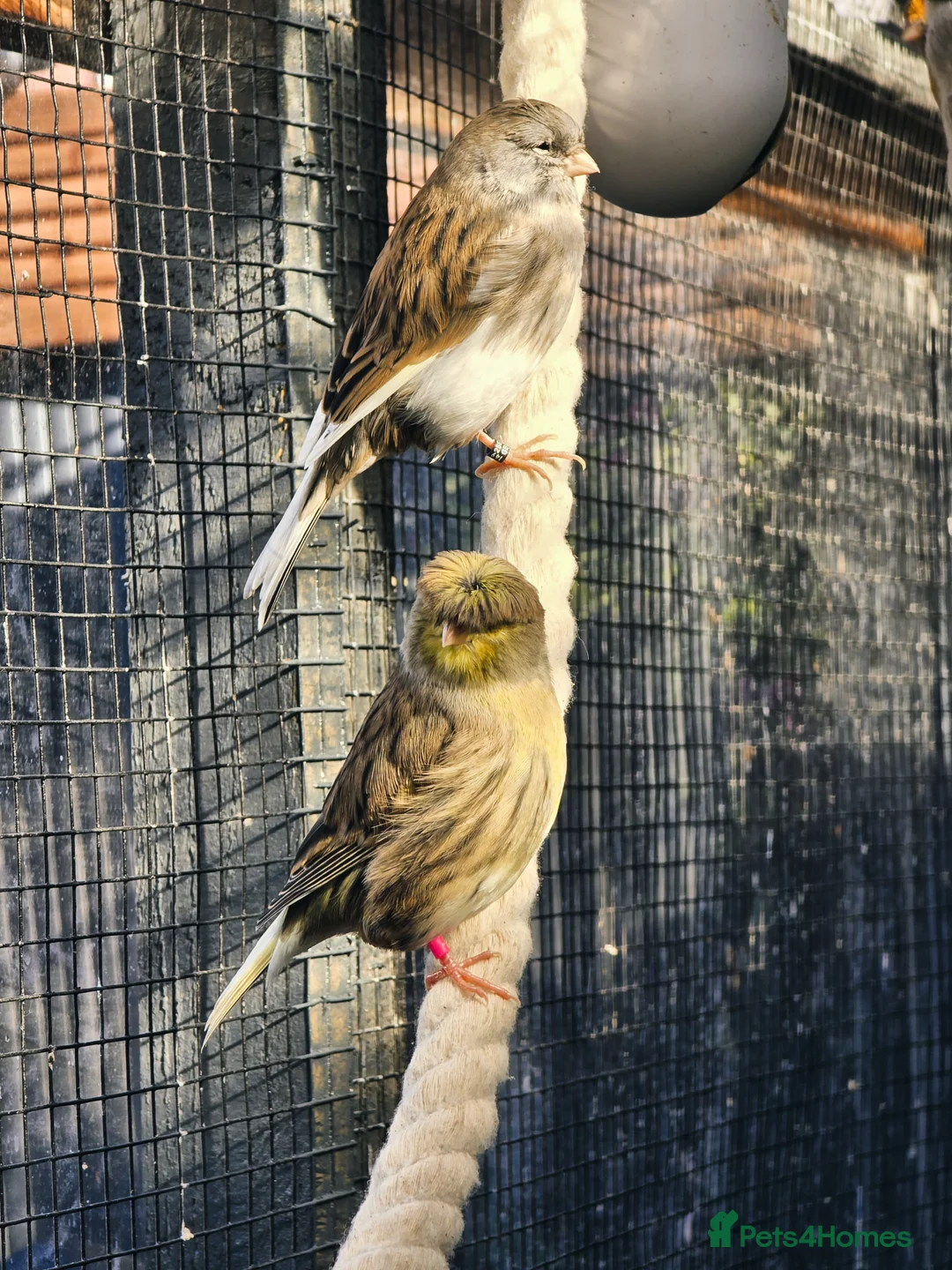 Mixed Breed birds for sale: Outdoor Aviary Birds - Finches & Canaries - Advert 9