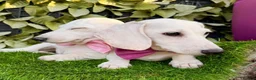 Miniature Dachshund dogs for sale: Pure White GHOST dachshunds - Advert 24