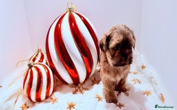 Shih Tzu dogs for sale: 3x Beautiful Pedigree Imperial Shih Tzu Girls - Advert 17