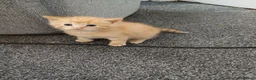 Mixed Breed cats for sale: Blended Ragdoll kittens - Advert 12