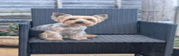 Yorkshire Terrier dogs for sale: Litter of 6 pedigree Yorkshire terriers - Advert 8