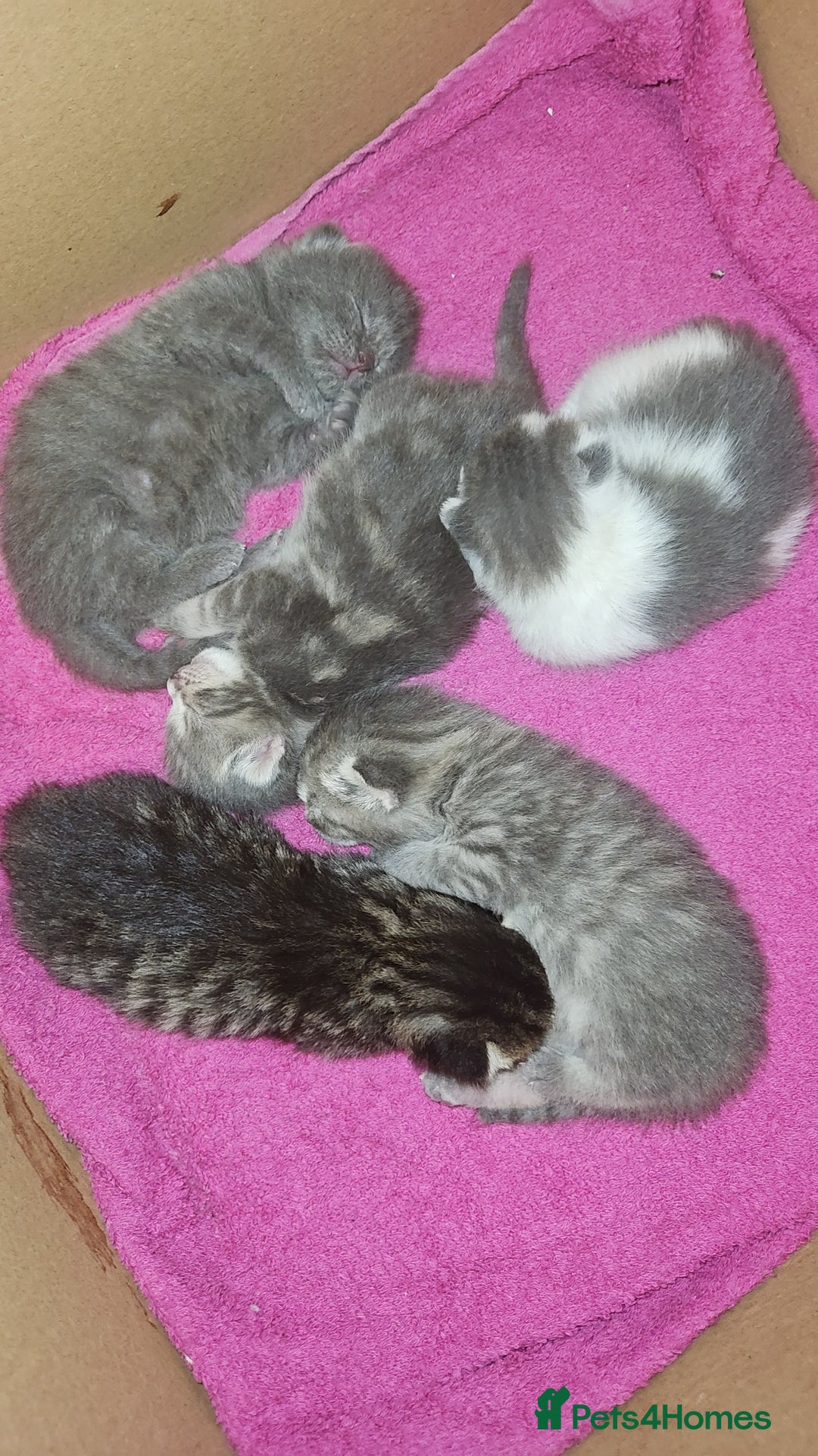 Mixed Breed cats for sale: Grey Kittens🐾🤍 - Advert 7