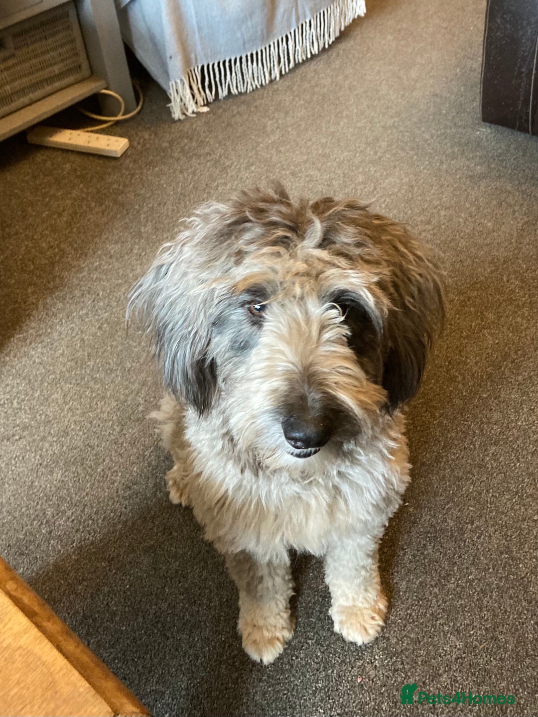 Bordoodle dogs for sale: BORDOODLE  adult neutered female  - Advert 6