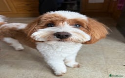 Cavapoo dogs for stud: Cavapoo for stud - Image 5