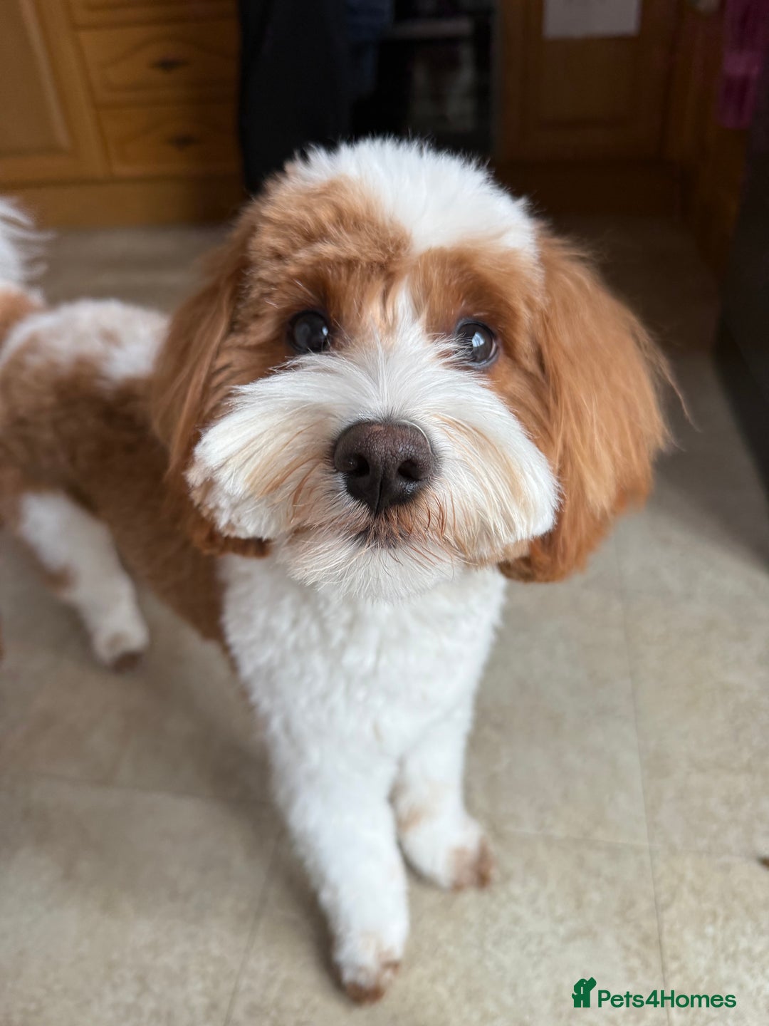 Cavapoo dogs for stud: Cavapoo for stud - Image 5