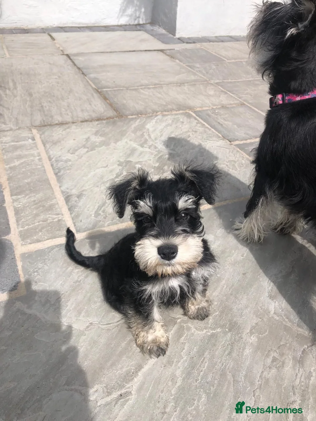 Miniature Schnauzer dogs for sale: Miniature Schnauzer male puppy in Wallasey - Advert 5