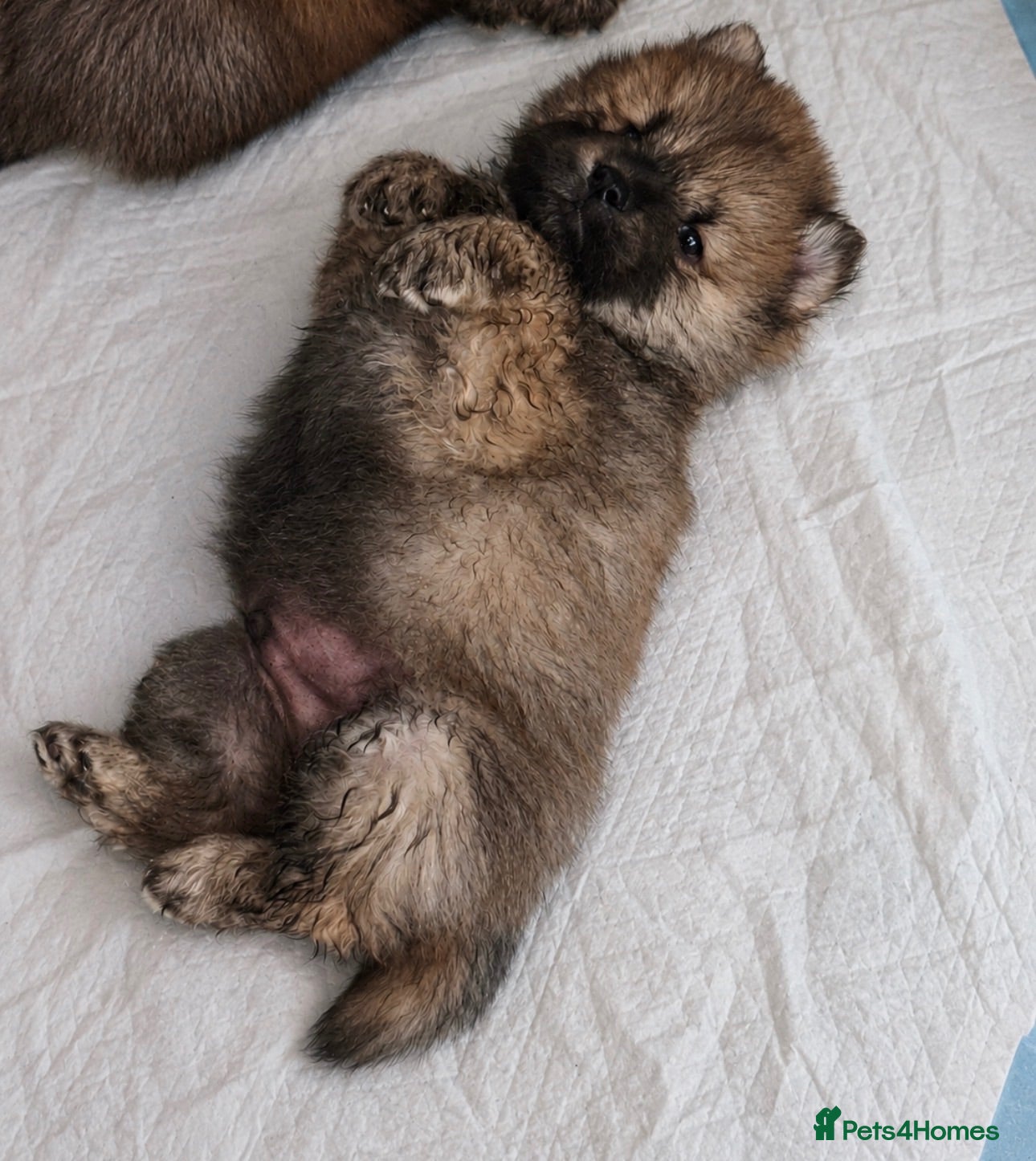 Chow Chow dogs Beautiful Chow Chow puppies  - Advert 12