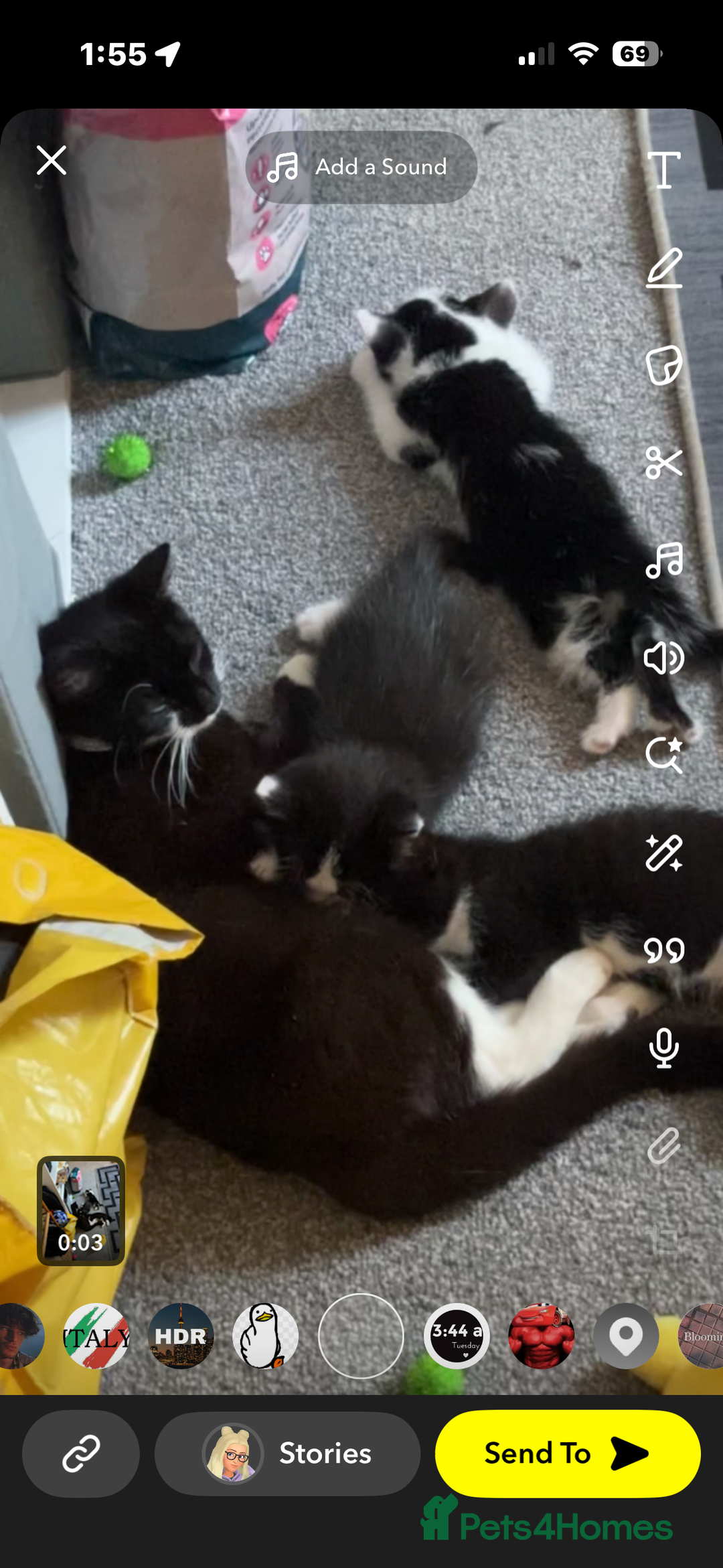 British Longhair cats for sale: Three adorable kittens  - Image 2