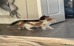 Mixed Breed cats for sale: Gorgeous Kittens for Sale - Image 16