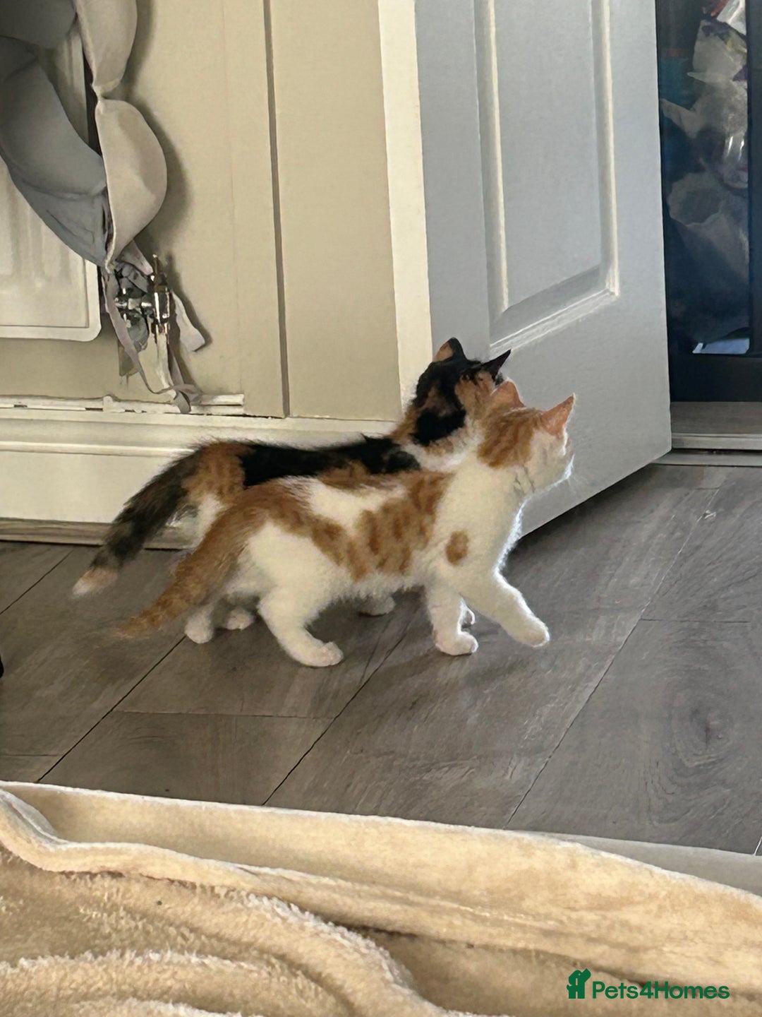 Mixed Breed cats for sale: Gorgeous Kittens for Sale - Image 16