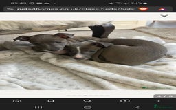 Italian Greyhound dogs for sale: Italian greyhound pup - Image 5
