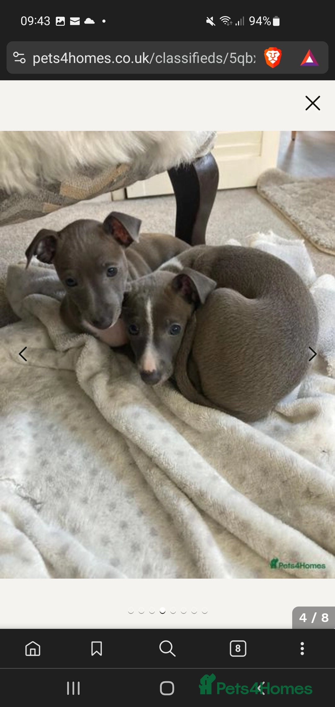 Italian Greyhound dogs for sale: Italian greyhound pup - Image 5