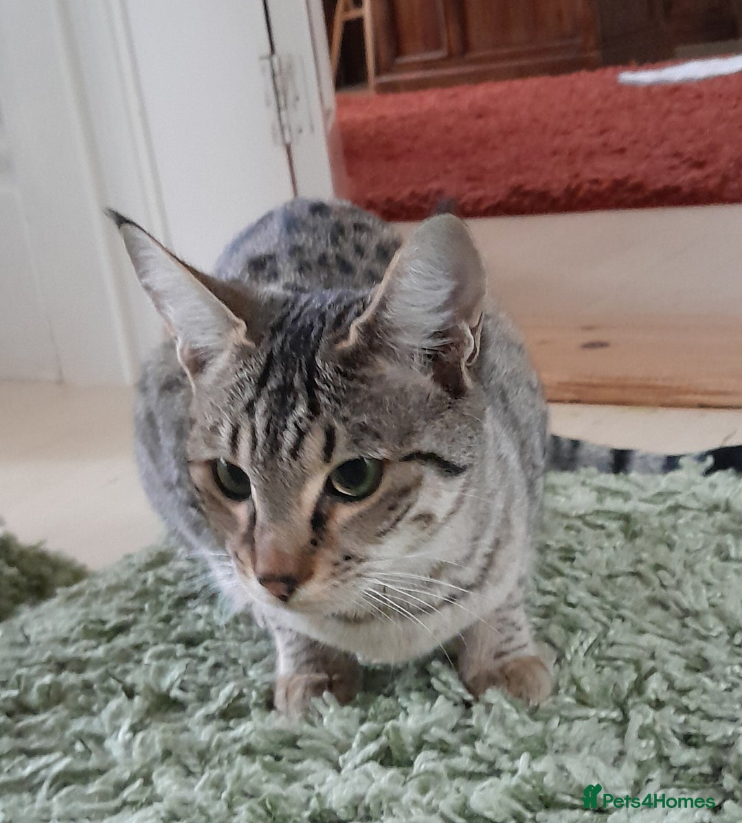Savannah cats for sale: F5 Full Pedigree Tica Registered Girl Kitten - Advert 19