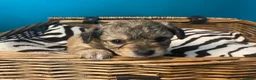 Chiweenie dogs for sale: 🐶 Gorgeous Litter of Toy Chiweenies 🐶 in Okehampton - Advert 10