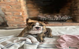 English Bulldog dogs for sale: READY NOW! vaccinated microchipped KC Bulldog pups in Rochford - Image 7