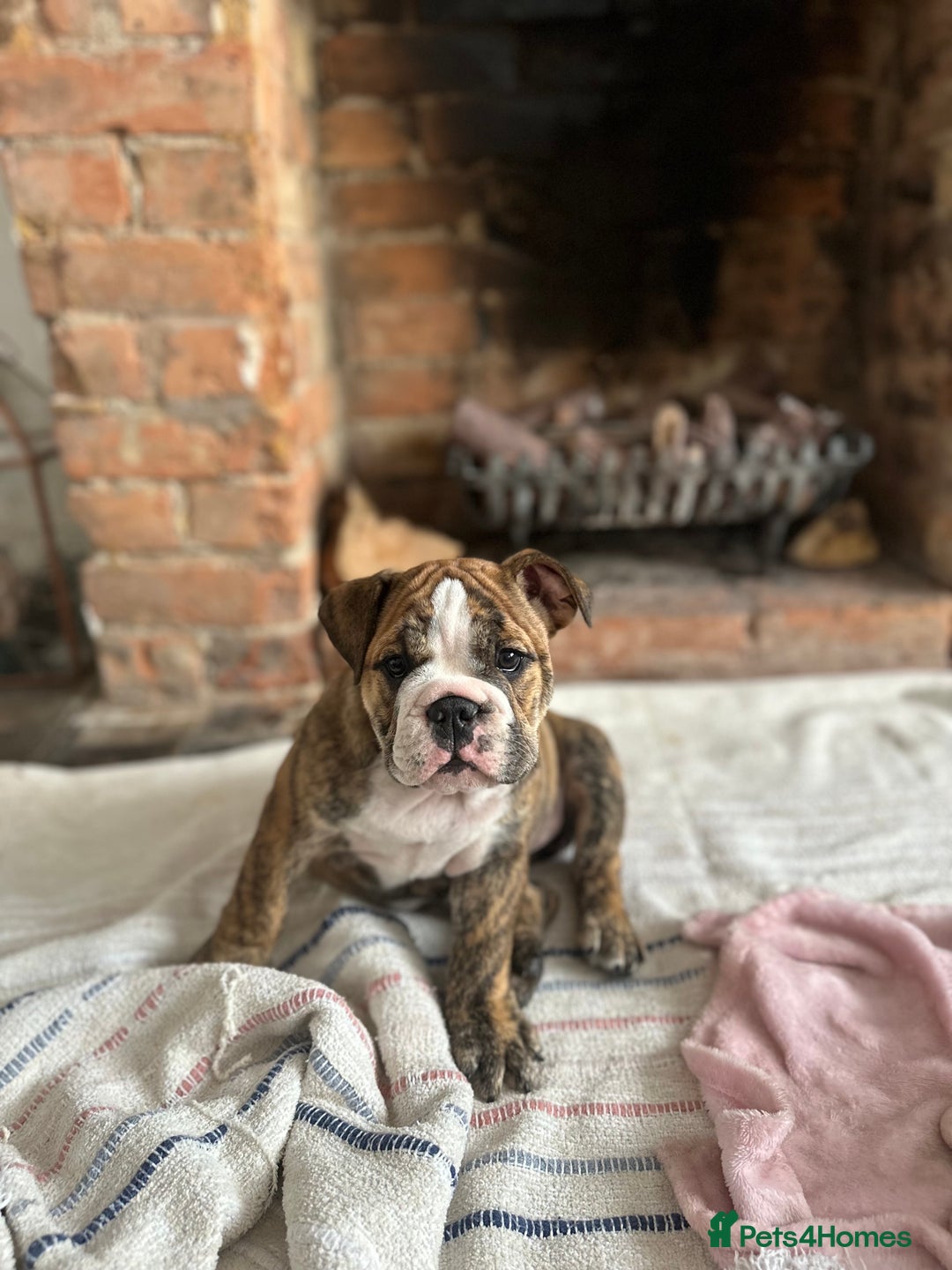 English Bulldog dogs for sale: READY NOW! vaccinated microchipped KC Bulldog pups in Rochford - Image 7