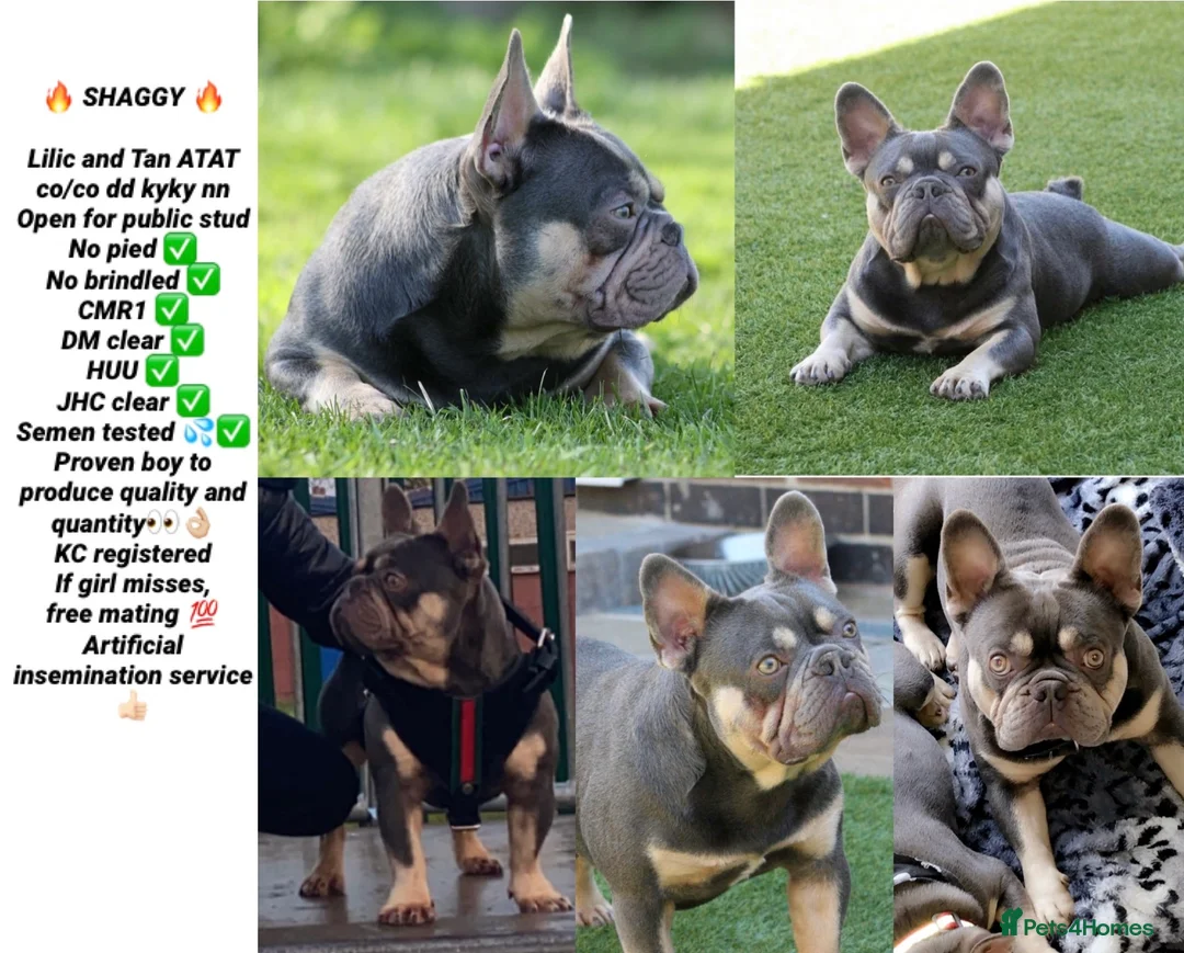 French Bulldog dogs for stud: STUD Lilac and Tan ATAT SHAGGY! in Derby - Advert 8