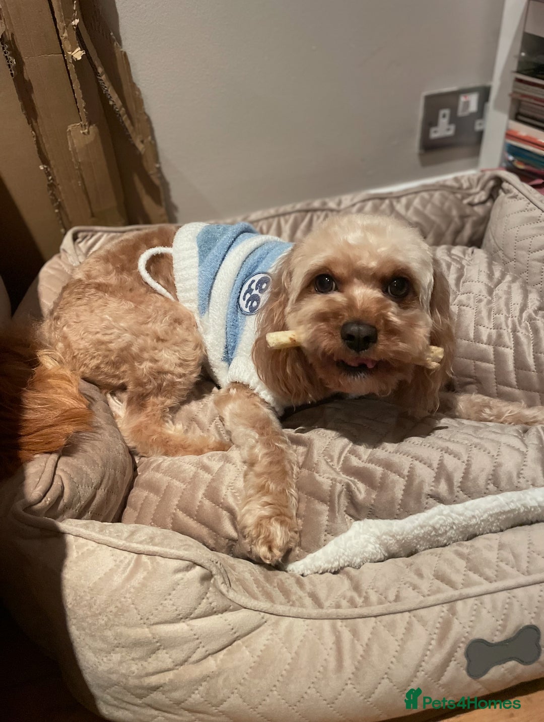 Cavapoo dogs for stud: Cavapoo - Image 2