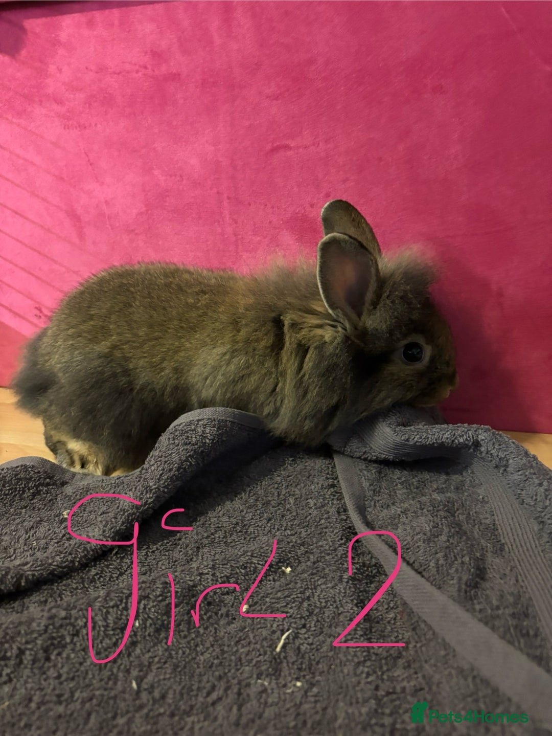 Lionhead rabbits for sale: Beautiful lionhead bunnies  - Advert 15