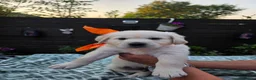 Golden Retriever dogs for sale: 9 beautiful golden retriever puppies - Advert 13