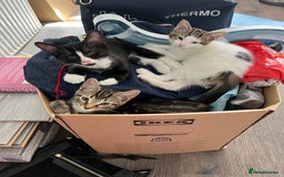 British Shorthair cats for sale: Playful kittens ready for loving homes - Image 2