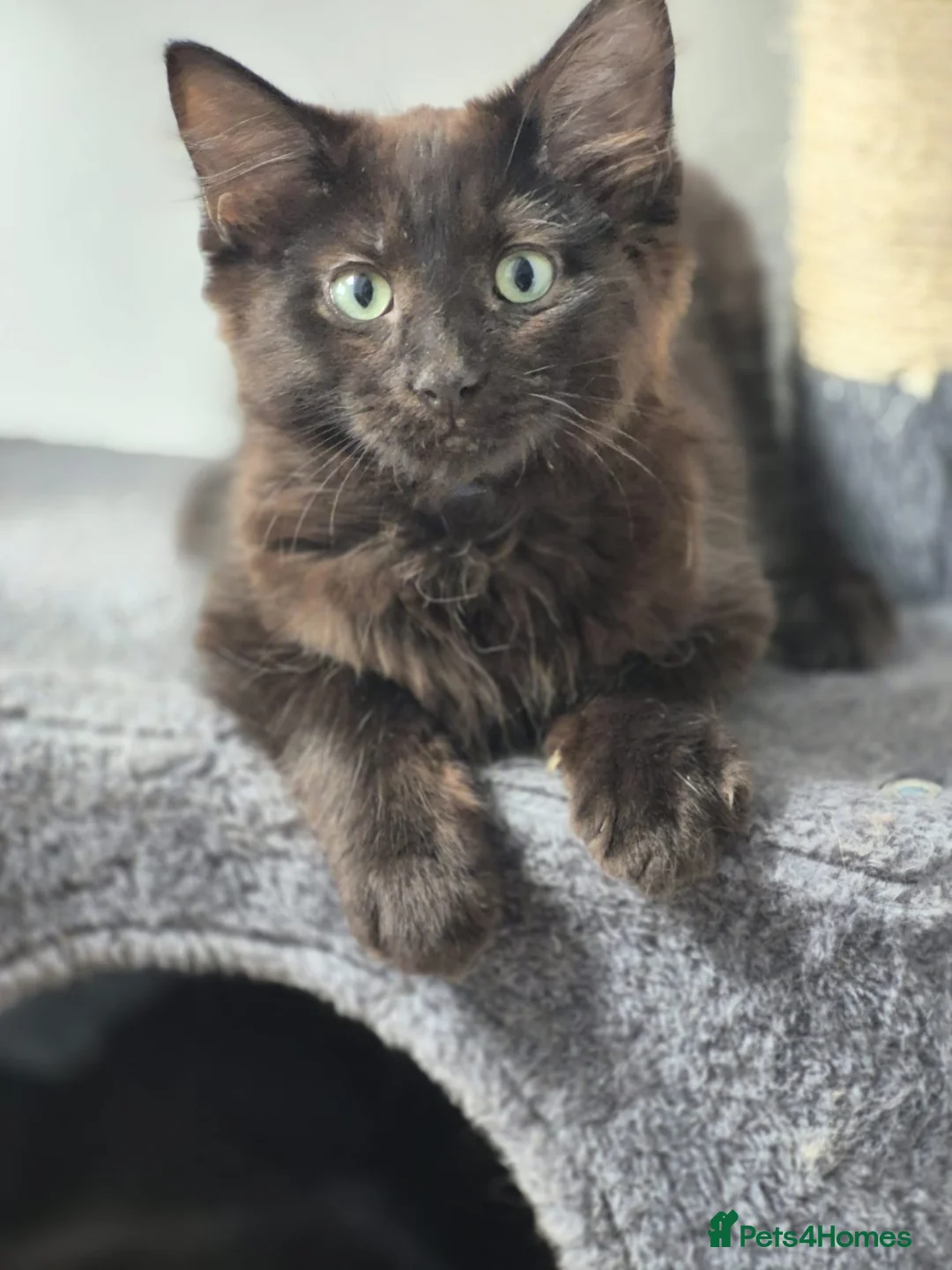 Siberian cats for sale: 5 Gorgeous Hypoallergenic Siberian Kittens in Smethwick - Advert 2