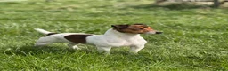 Jack Russell dogs for stud: Small Compact JRT at Stud.  - Advert 3