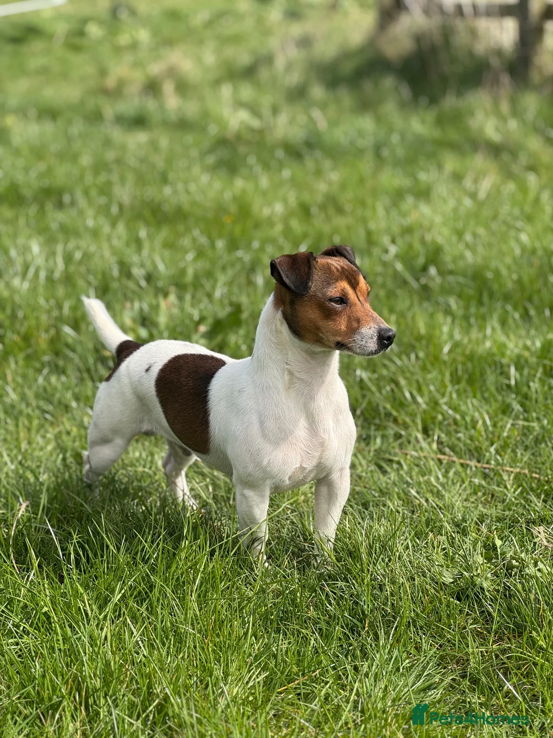Jack Russell dogs for stud: Small Compact JRT at Stud.  - Advert 3