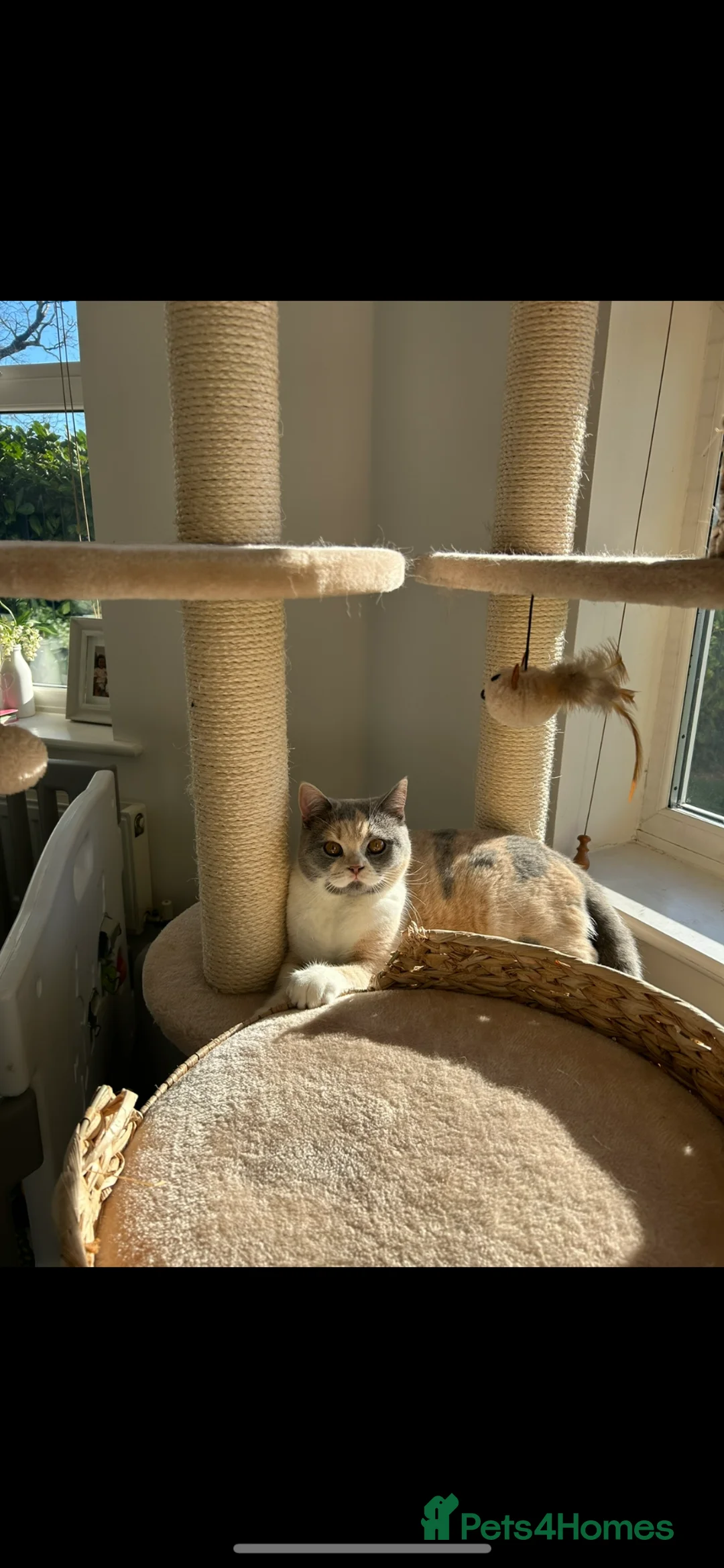 British Shorthair cats for sale: Active beautiful friendly girl  - Advert 2