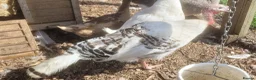 Turkeys poultry for sale: Crowitizer turky hen for sale - Advert 5