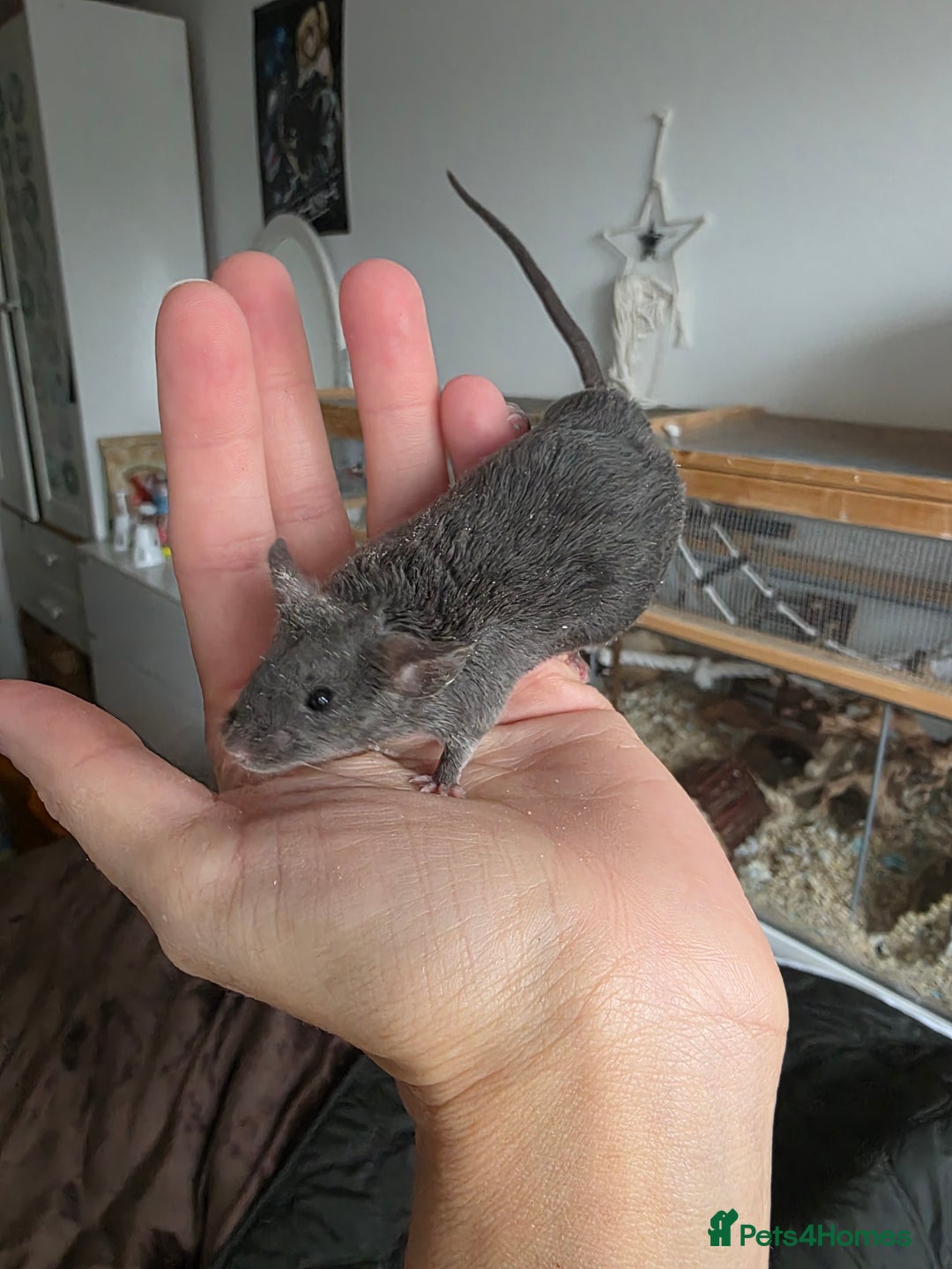 Mouse rodents for sale: 2 boys available  - Advert 14