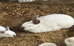 Californian rabbits for sale: Young Californian breeding trio  - Image 3