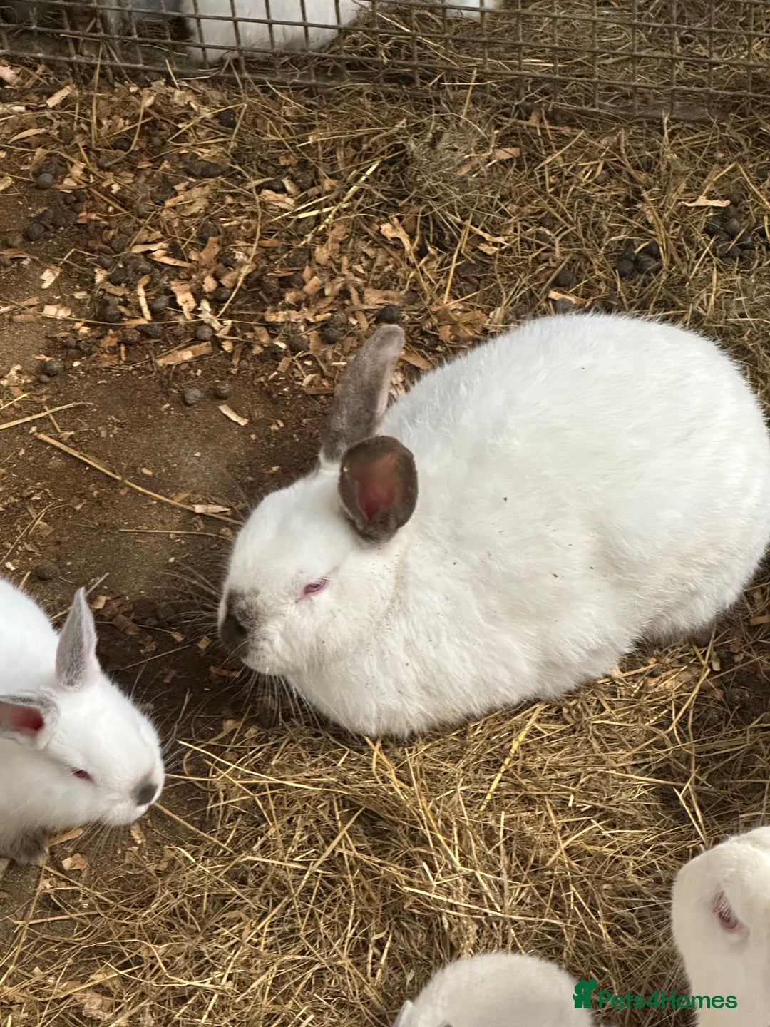 Californian rabbits for sale: Young Californian breeding trio  - Image 3