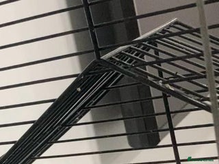 Canaries birds Female - Advert 12