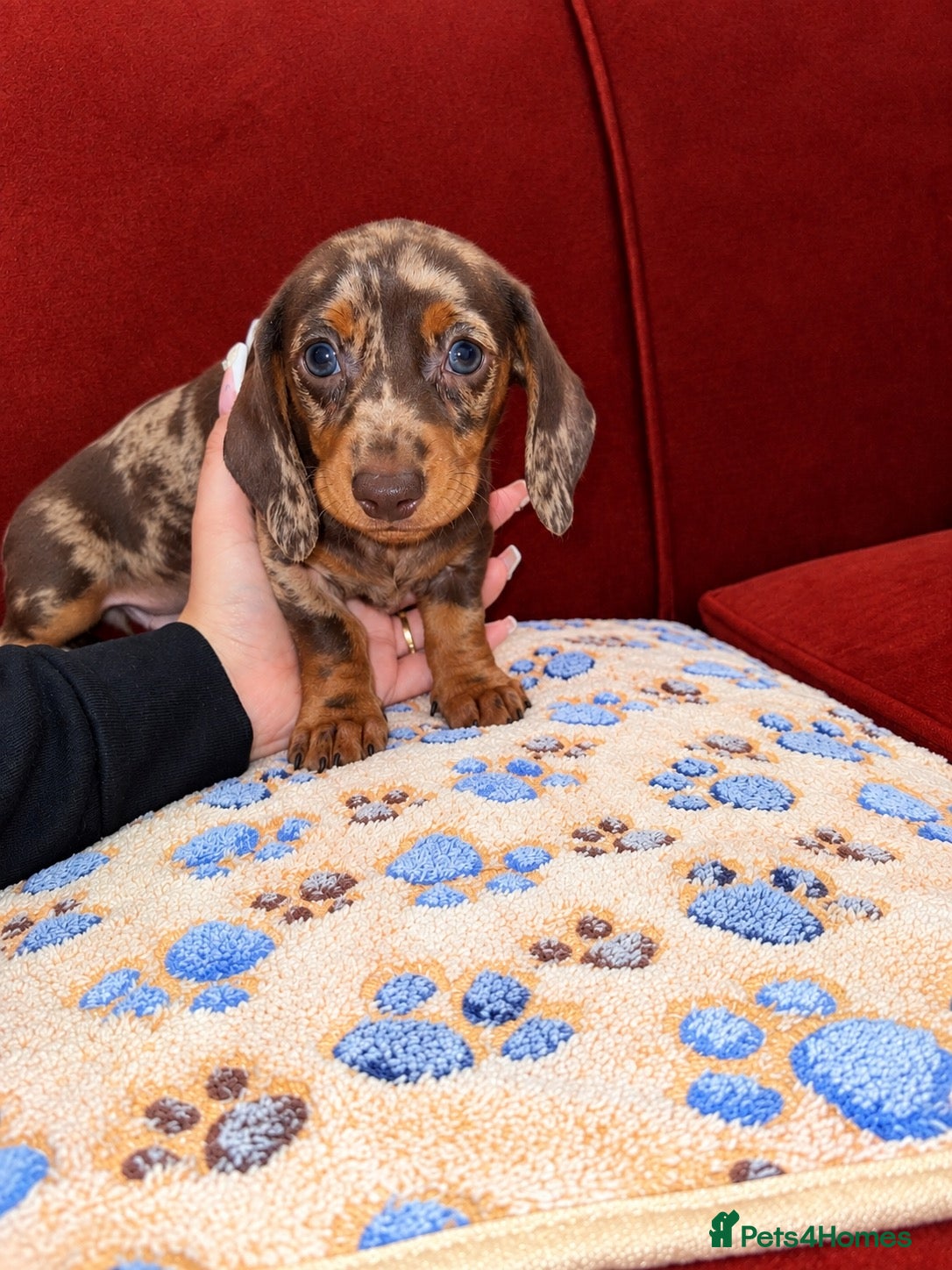 Dachshund dogs Dachshund pups!! - Advert 2