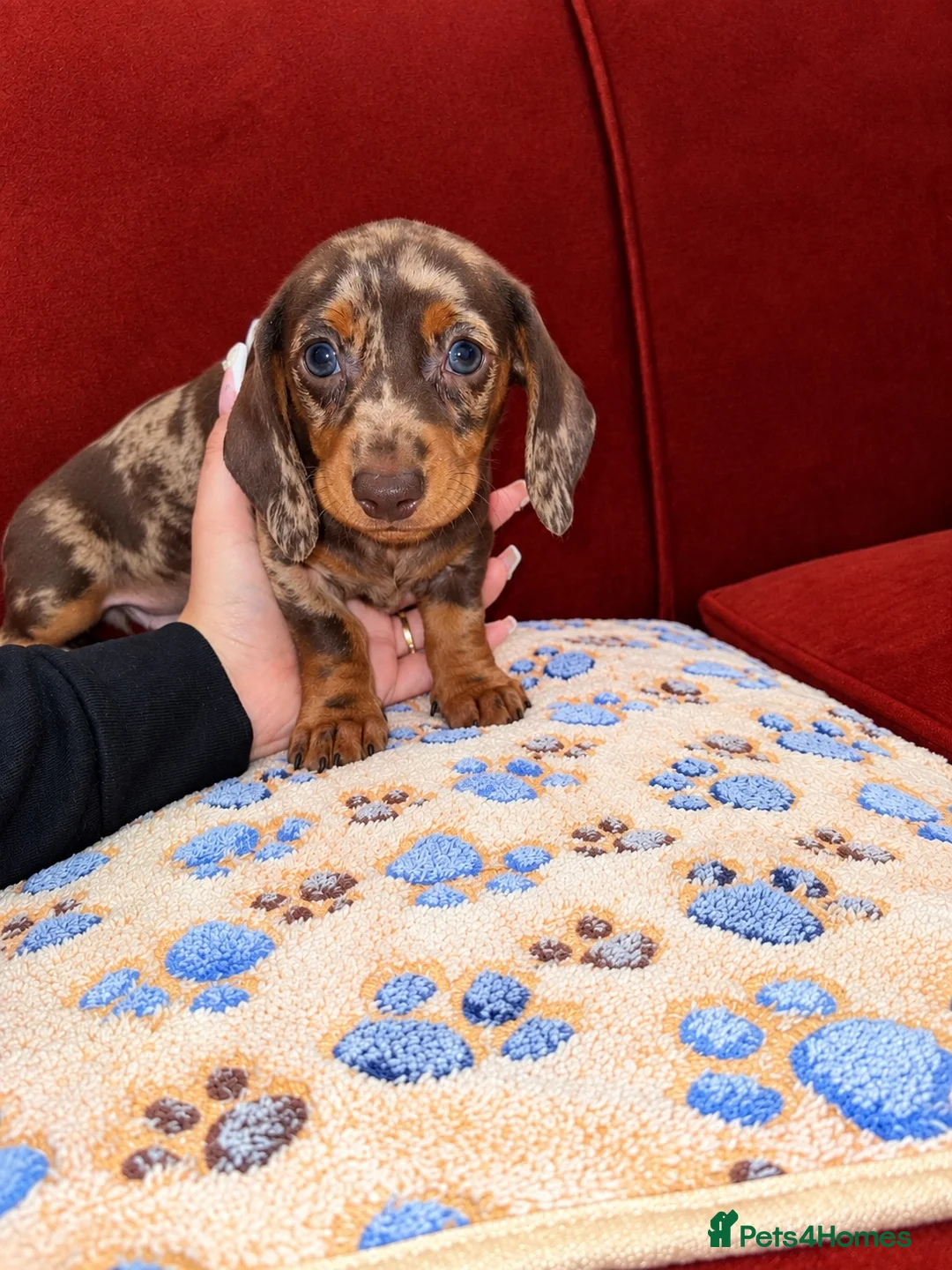 Dachshund dogs for sale: Dachshund pups!! in Leigh - Advert 1