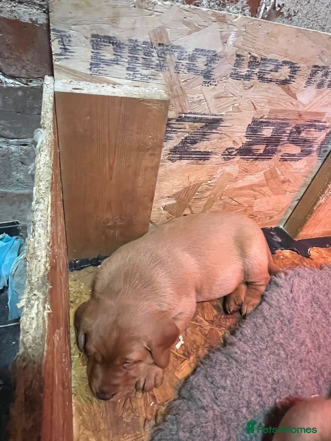 Labrador Retriever dogs for sale: Chunky red lab pups - Advert 10