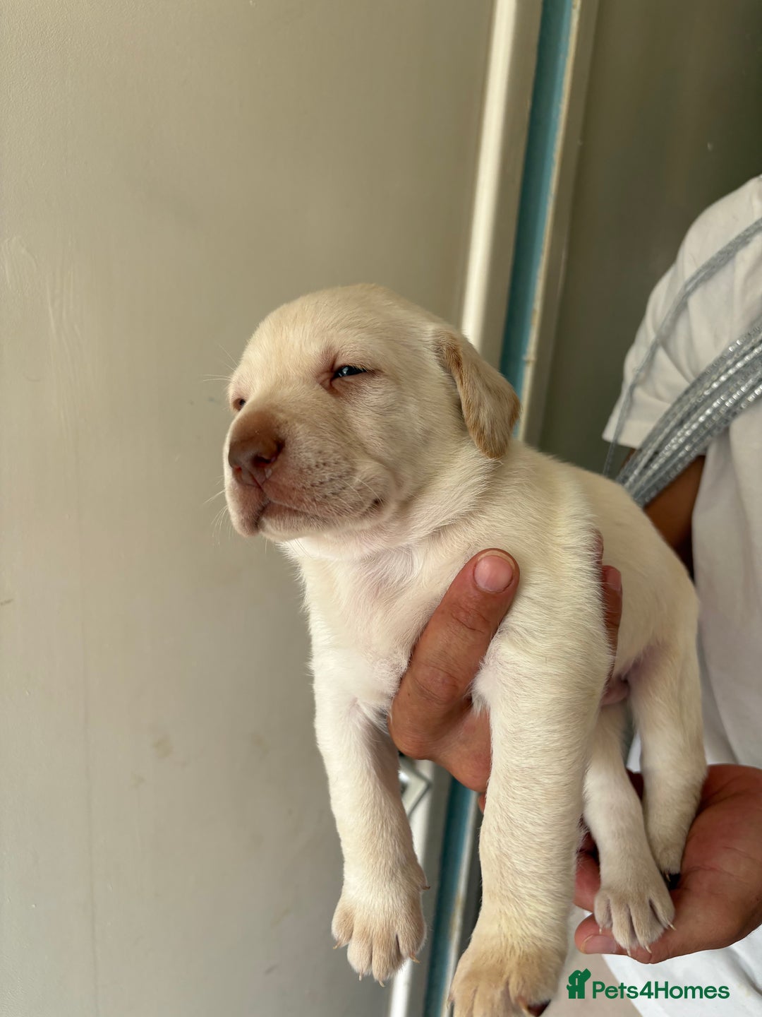 Labrador Retriever dogs for sale: Labrador puppies for sale Kent - Image 12