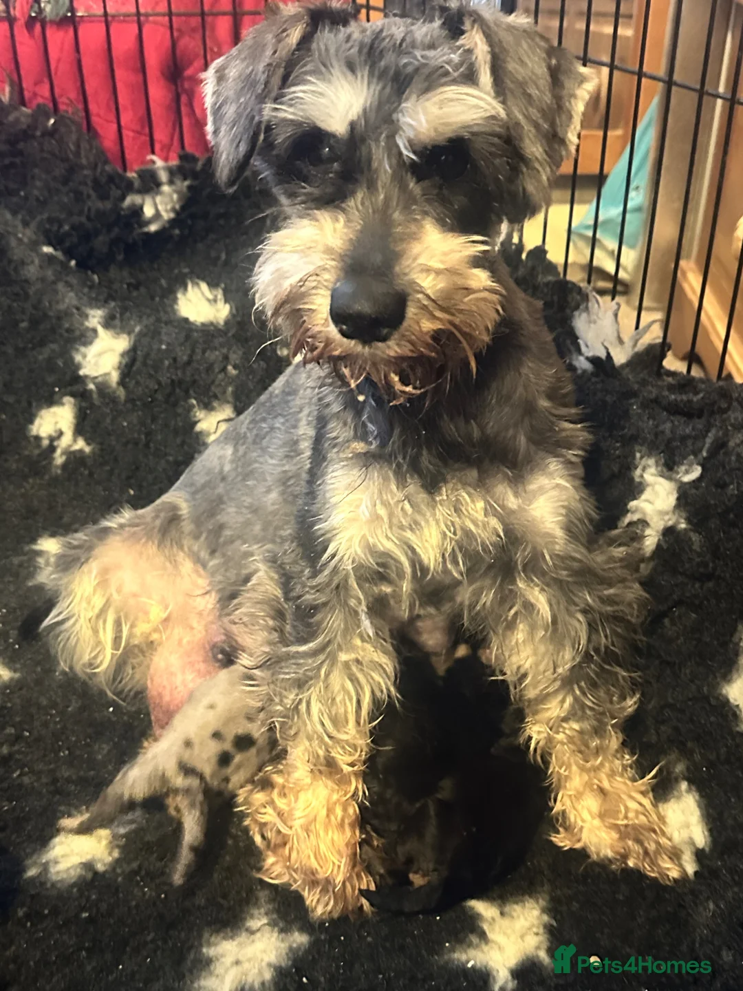 Miniature Schnauzer dogs for sale: Stunning & extremely rare coloured Schnoodle girl  - Advert 5