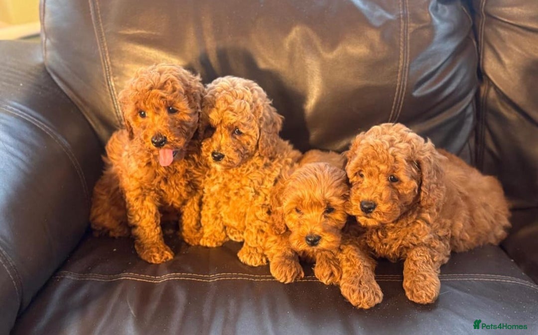 Cavapoo dogs for sale: Stunning health checked cavapoo puppies - Advert 2