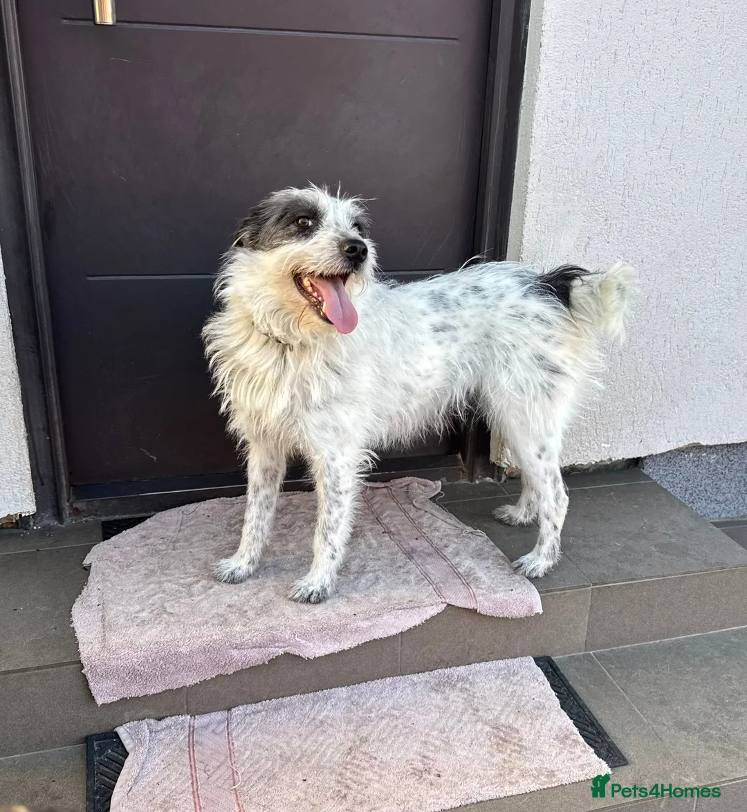 Mixed Breed dogs for adoption: 🐾MIRA🐾, a beautiful young girl for a Loving Home - Advert 38