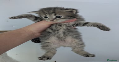 Maine Coon cats - Advert 6