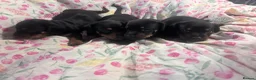 Jackshund dogs for sale: Jackhund puppies  - Advert 9