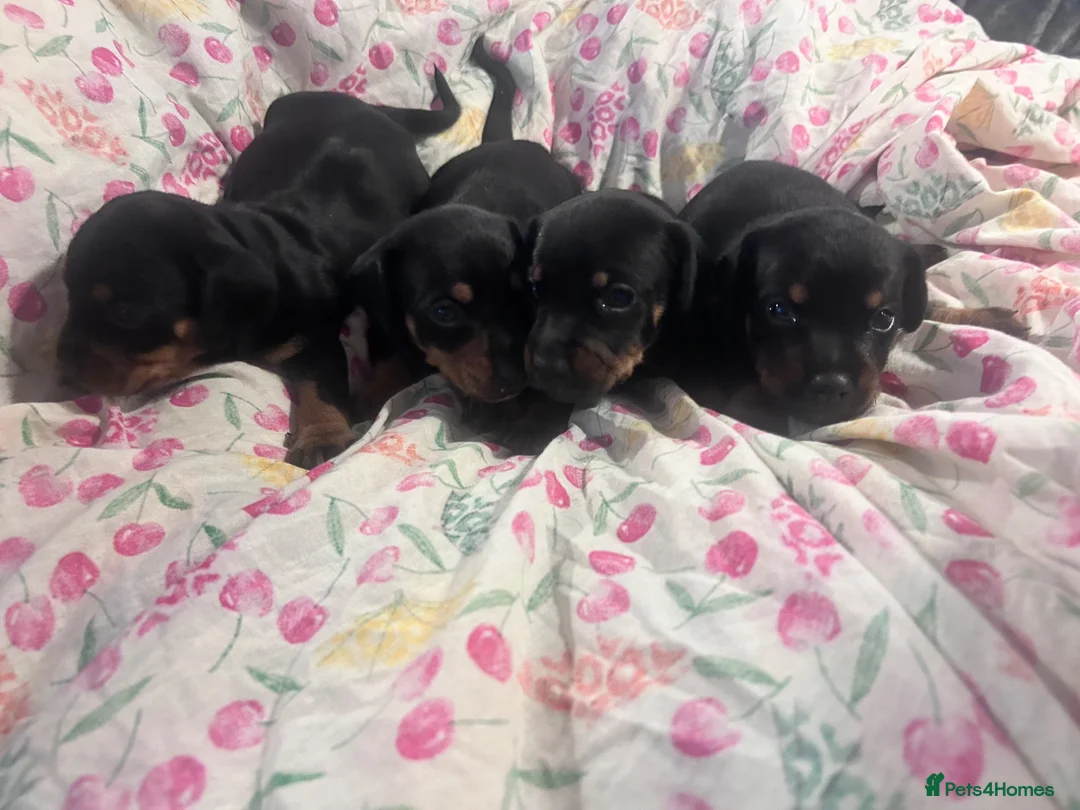 Jackshund dogs for sale: Jackhund puppies  - Advert 9