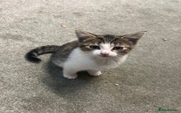 British Shorthair cats for sale: Wonderful cat family looking for a new home! 🐱 - Image 8