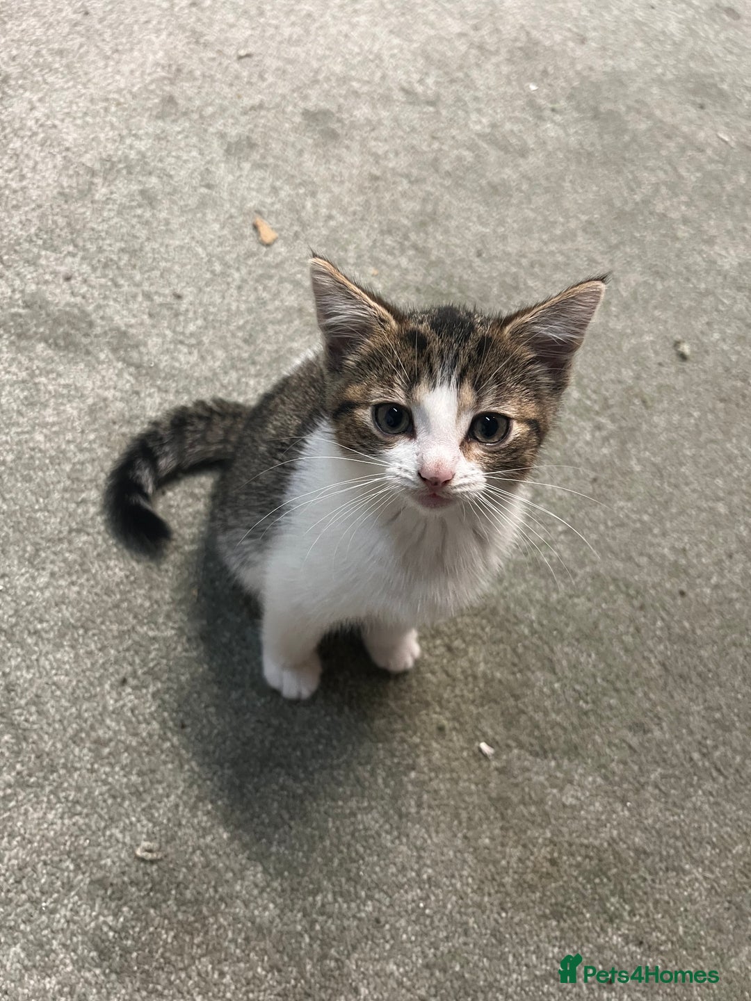 British Shorthair cats for sale: Wonderful cat family looking for a new home! 🐱 - Image 8
