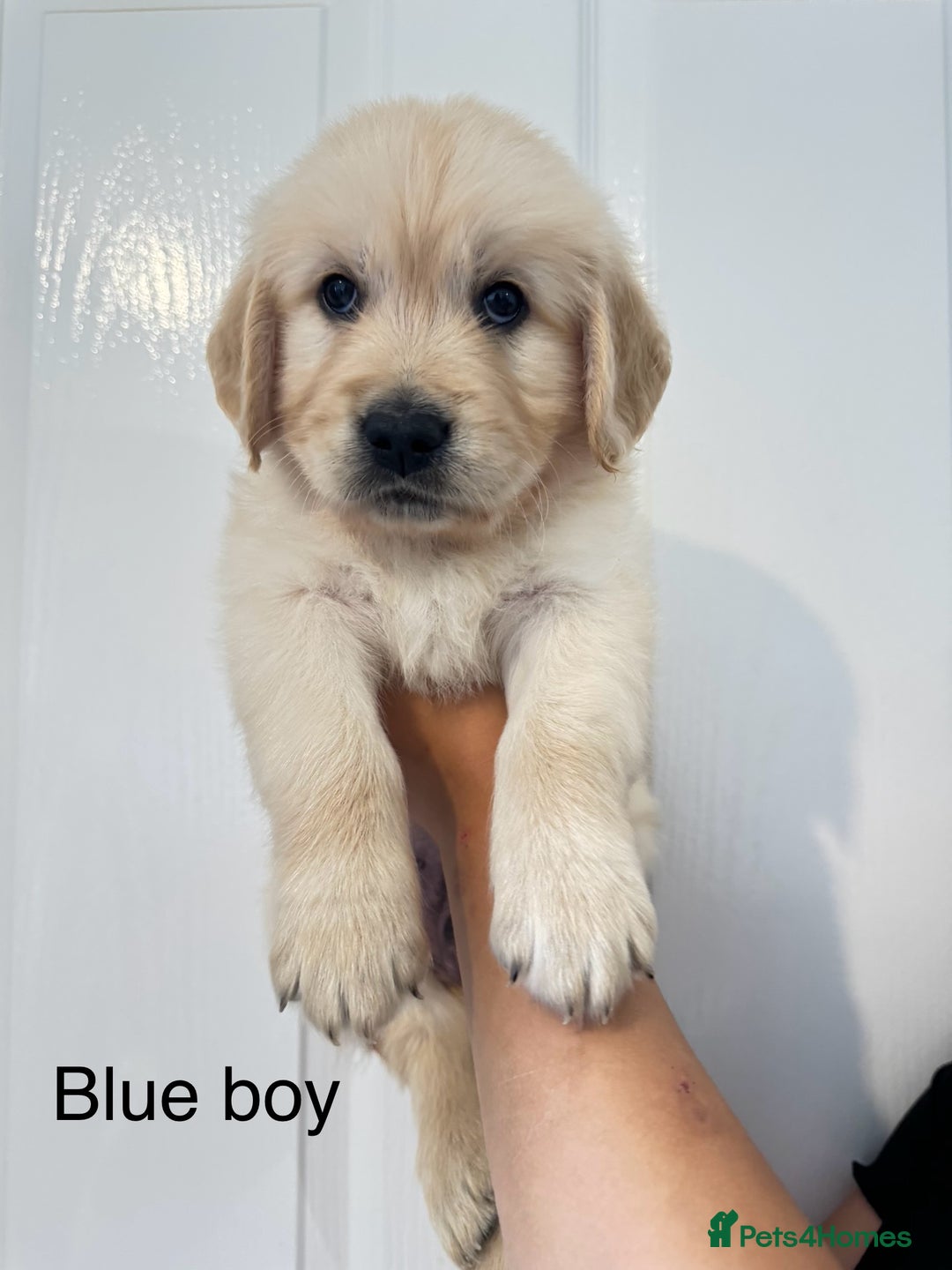 Golden Retriever dogs for sale: Stunning champion blood golden retriever  - Image 8