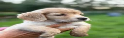 Cocker Spaniel dogs for sale: Beautiful cocker spaniel puppies  - Advert 1